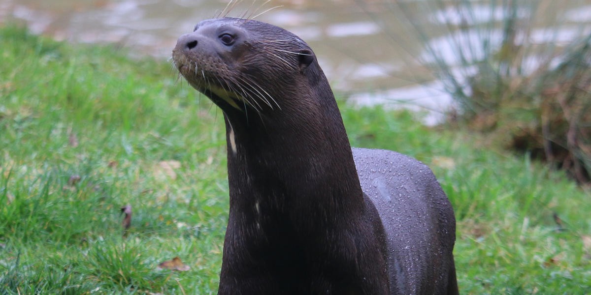 Yorkshire Wildlife Park Foundation helps to save endangered giant